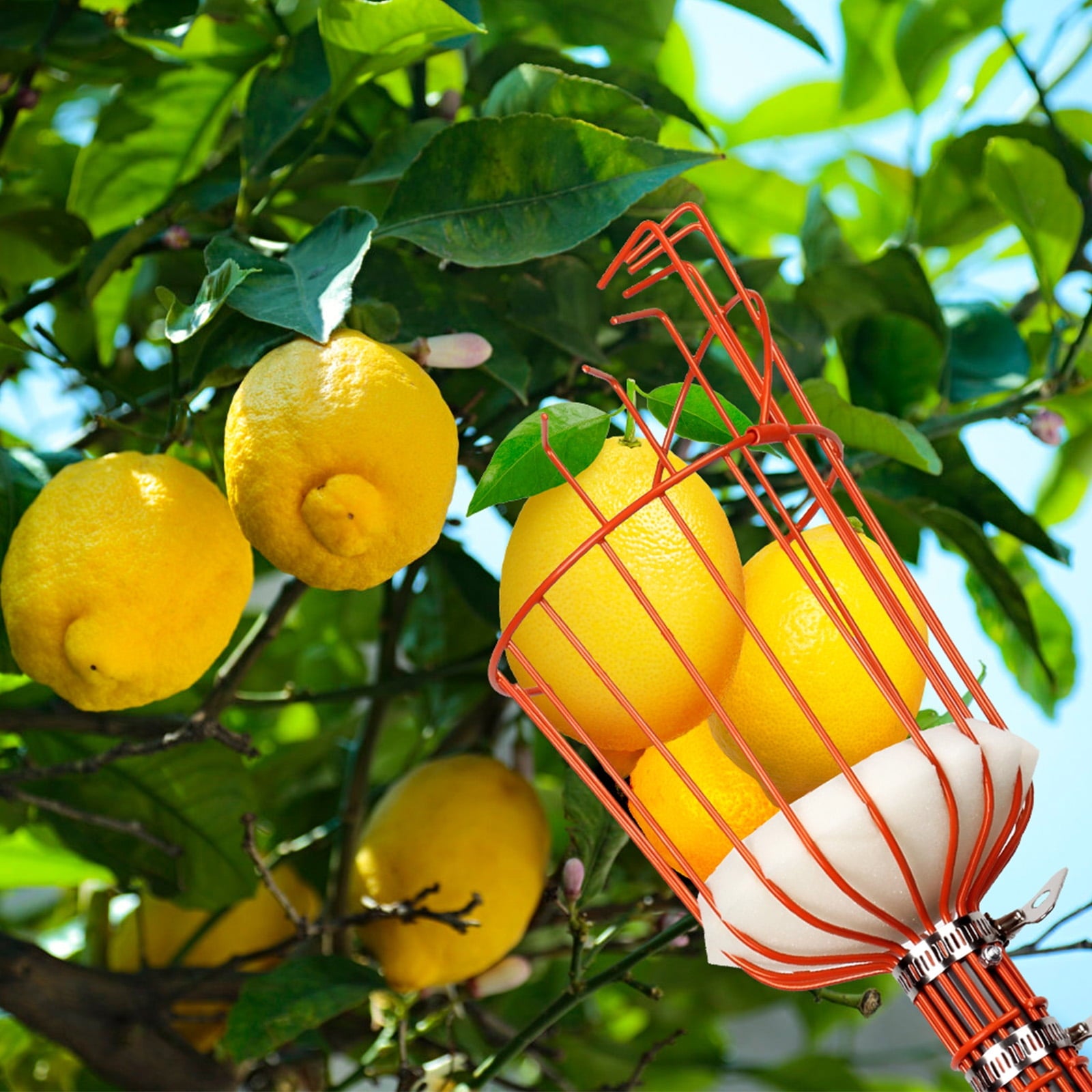 Walensee 8FT Fruit Picker, Adjustable Fruits Picker Tool - Image 4