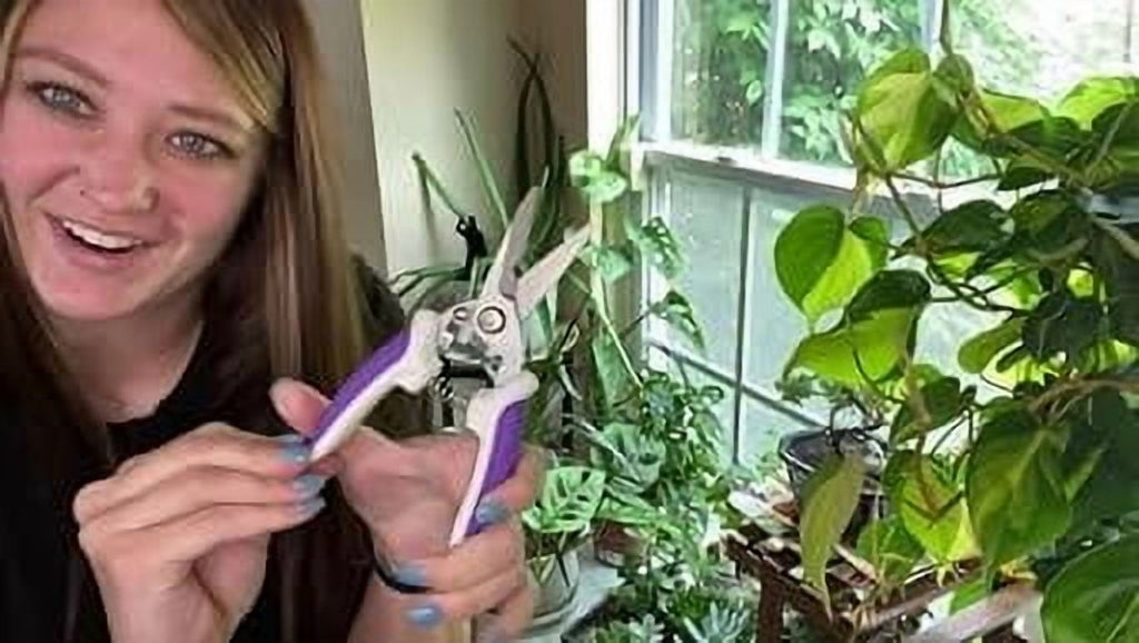 3 Pack purple Garden Pruning Shears, Stainless Steel Garden Shears, Gardening Shears, Gardening Scissors, Garden Scis... - Image 6