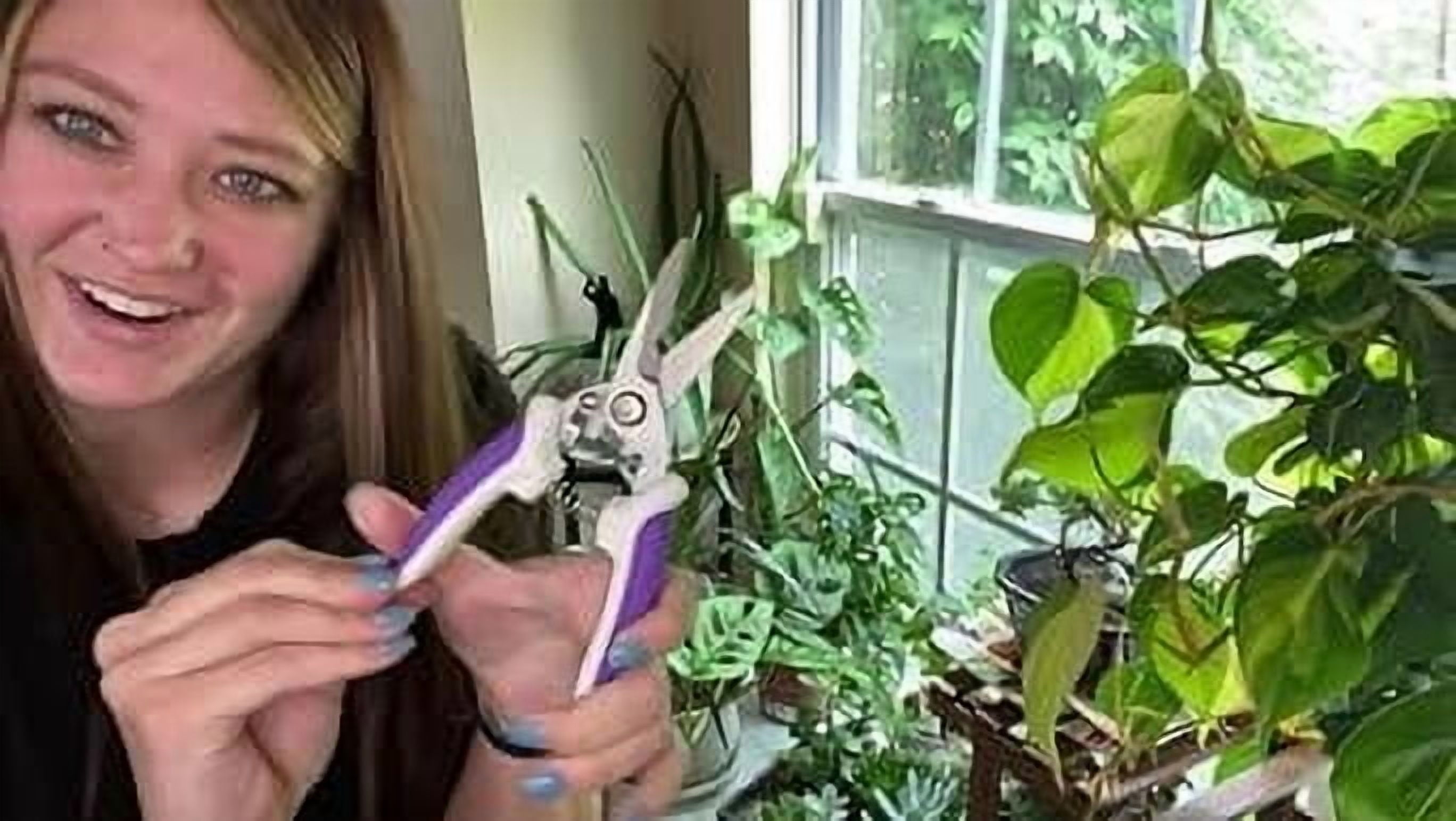 3 Pack purple Garden Pruning Shears, Stainless Steel Garden Shears, Gardening Shears, Gardening Scissors, Garden Scis... - Image 6
