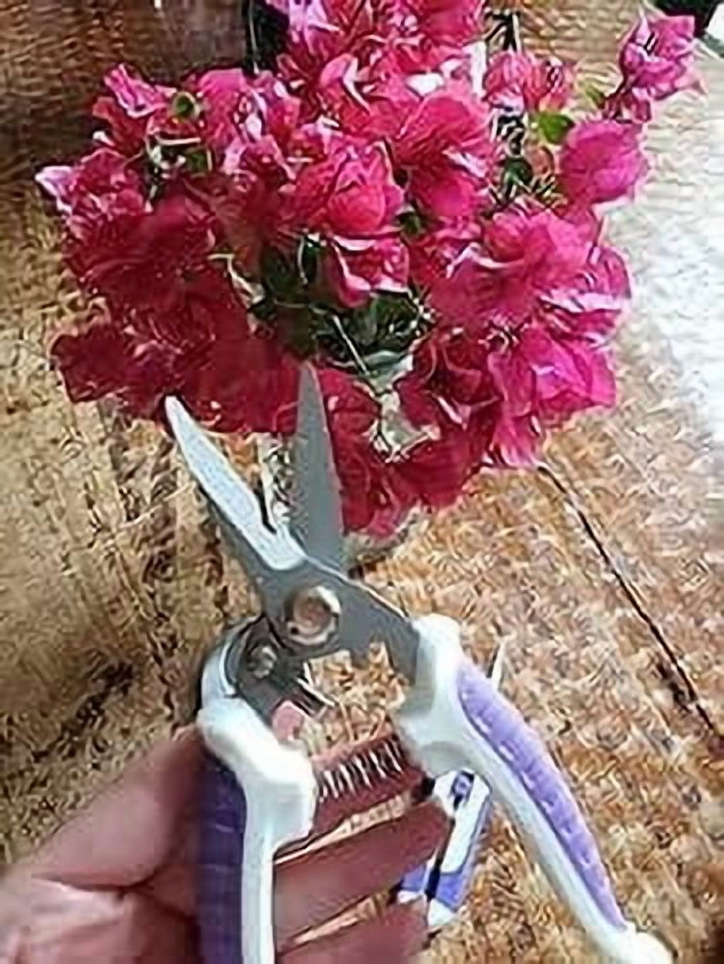 3 Pack purple Garden Pruning Shears, Stainless Steel Garden Shears, Gardening Shears, Gardening Scissors, Garden Scis... - Image 4