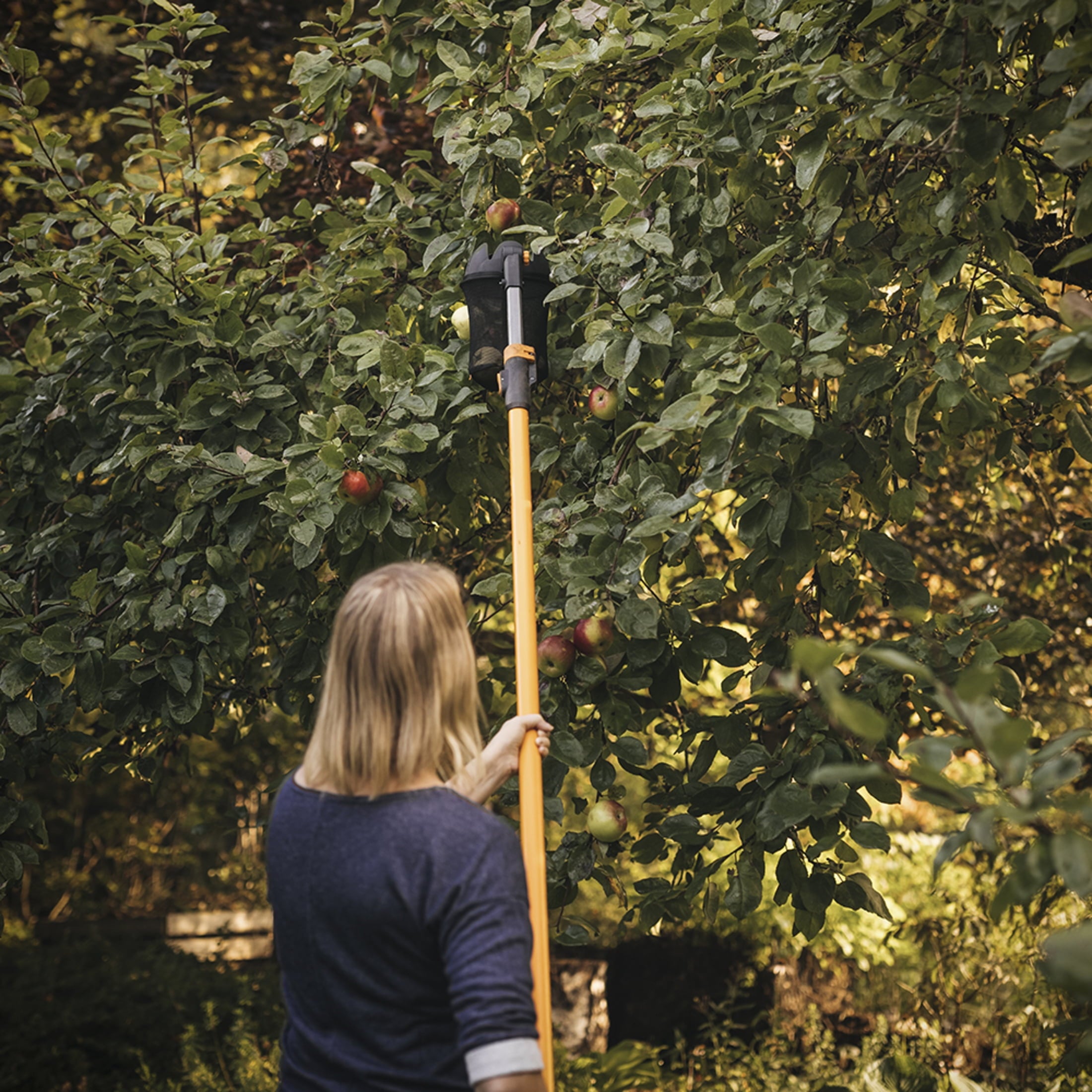 Extendable Fruit Picker Tool, 1 Each, Orange and Black - Image 4