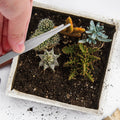 4Pcs Stainless Steel Planting Tweezers Compact and Reliable Garden Tool for Succulent Plants