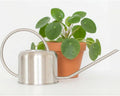 Stainless Steel Watering Can for Houseplants 1L Capacity for Indoor/Outdoor Plants in Brushed Silver