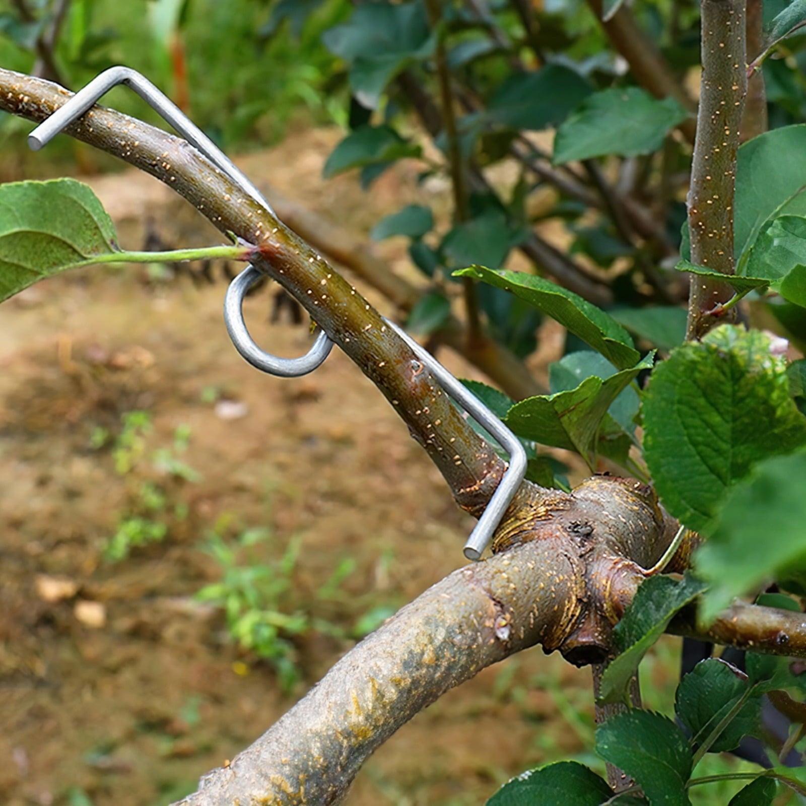48 PCS Fruit Tree Limb Spreaders, 3.9 in Plant Training Angle Tool for Tying, Shaping, Bending Growth Direction, Galvanized Cold-Drawn Wire - Image 2